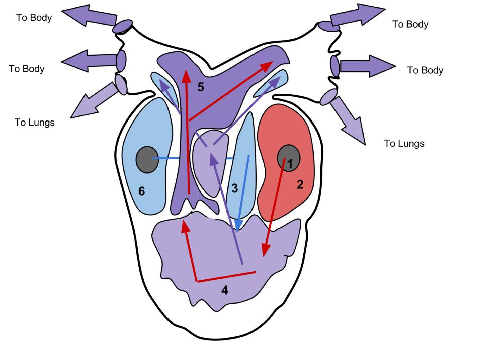 The Amphibian Heart: A Masterpiece of Dual Circulation