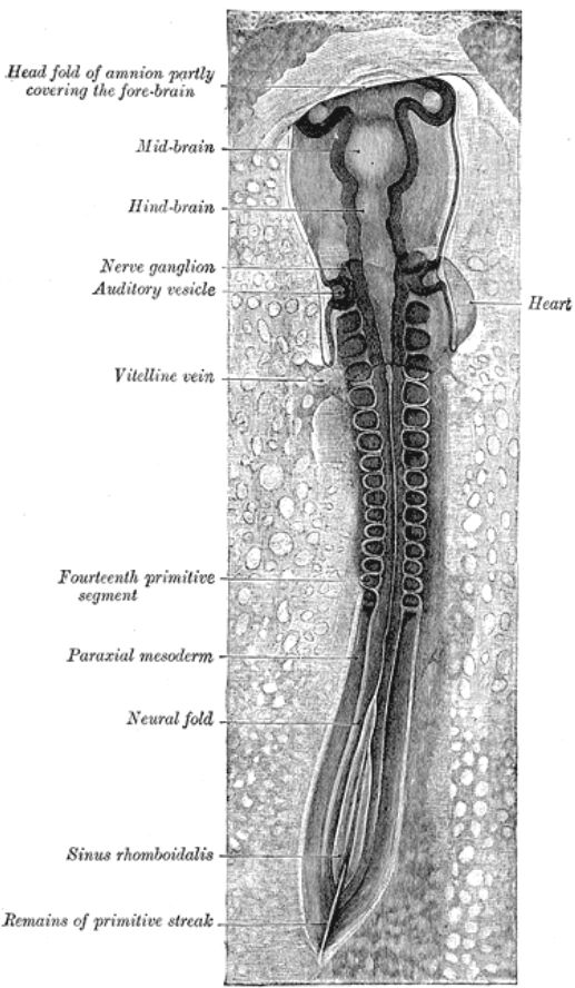 A Thirty-Three Hour Marvel: The Developing Chick Embryo’s Dorsal Aspect