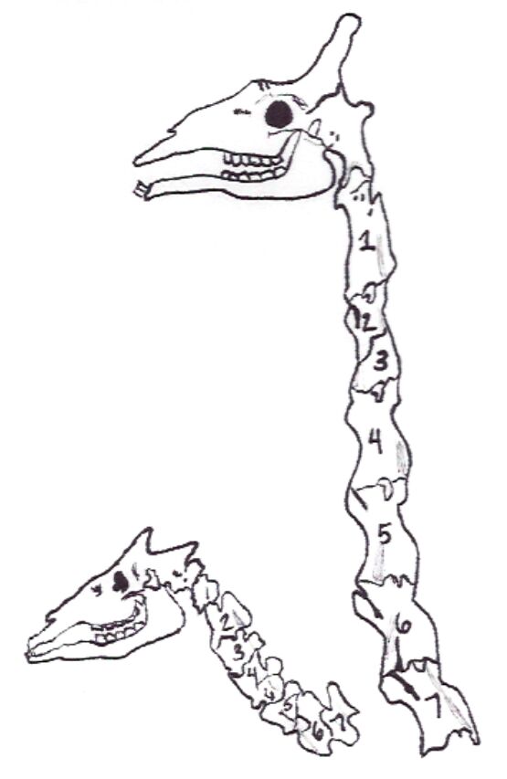 Giraffe and Okapi Neck Anatomy : The Cervical Spine