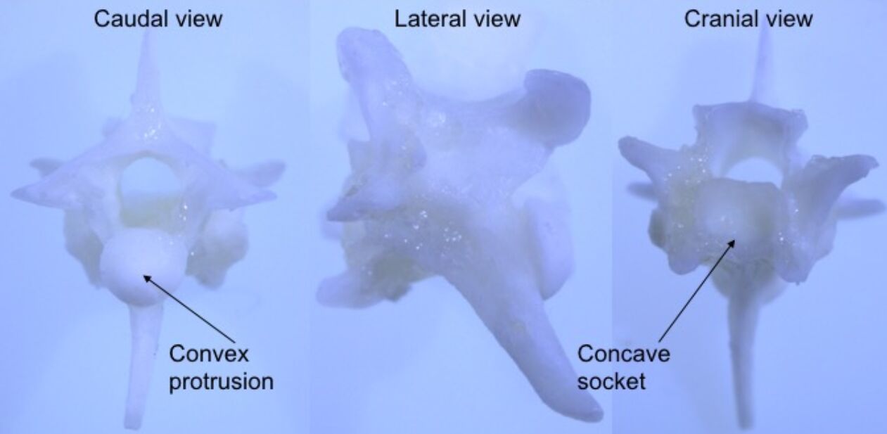 the Rattlesnake’s Spine Procoelous Vertebrae