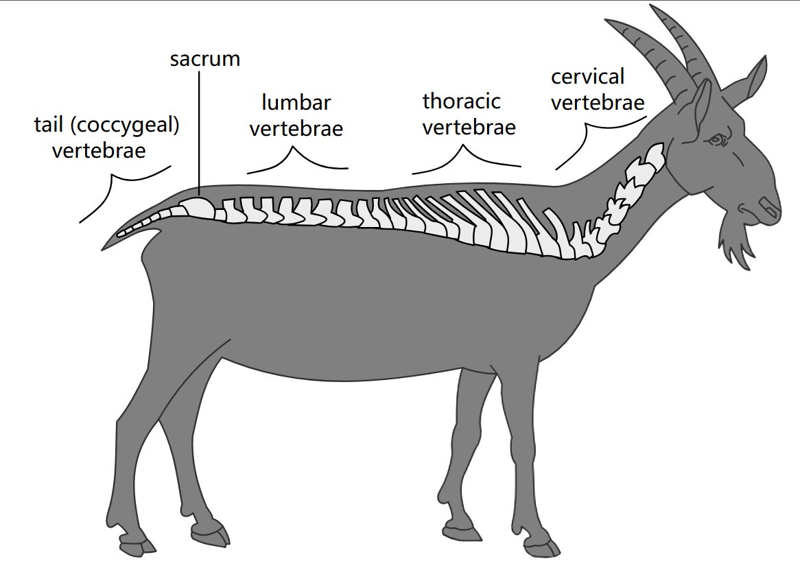Goat’s Backbone Vertebral Anatomy