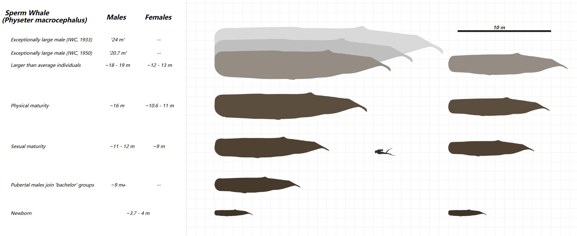 The Colossal Life Stages of the Sperm Whale (Physeter macrocephalus)