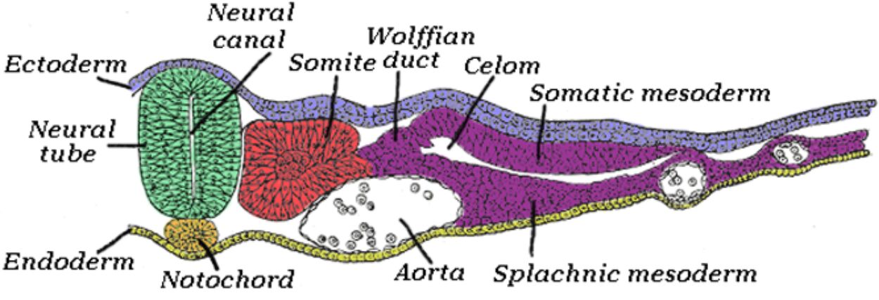 Early Avian Development: A Glimpse into the Forty-Five Hour Chick Embryo