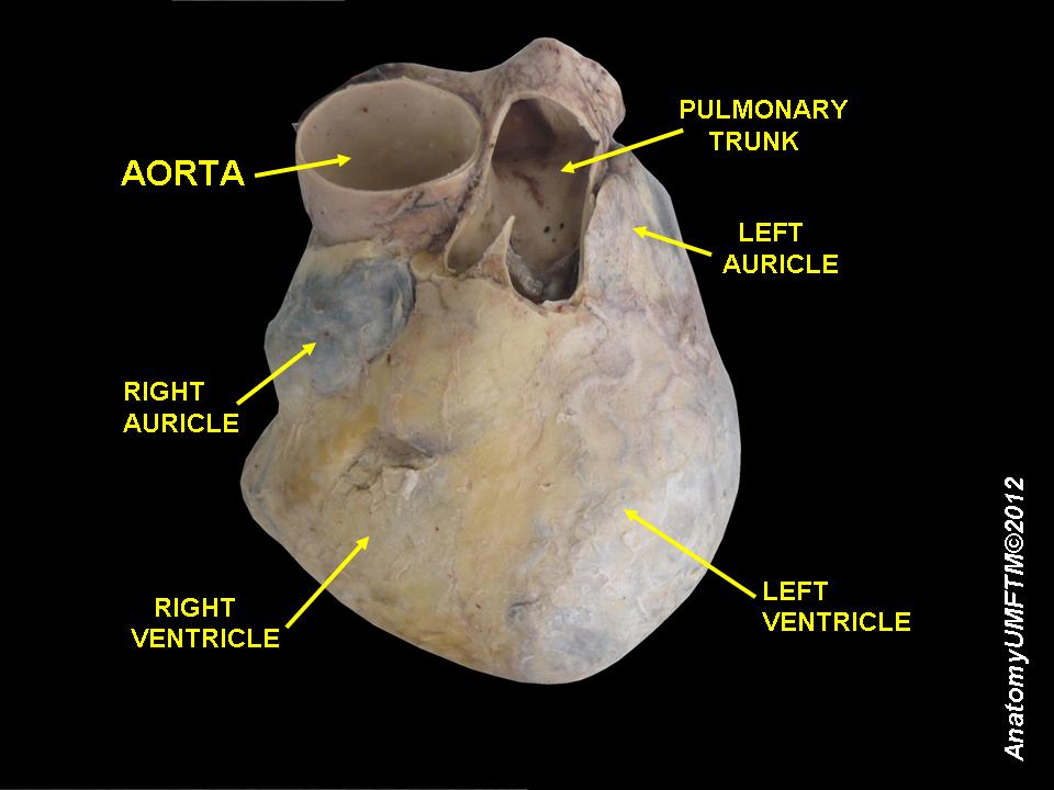 Exploring the Human Heart: A Guide to Its External Anatomy