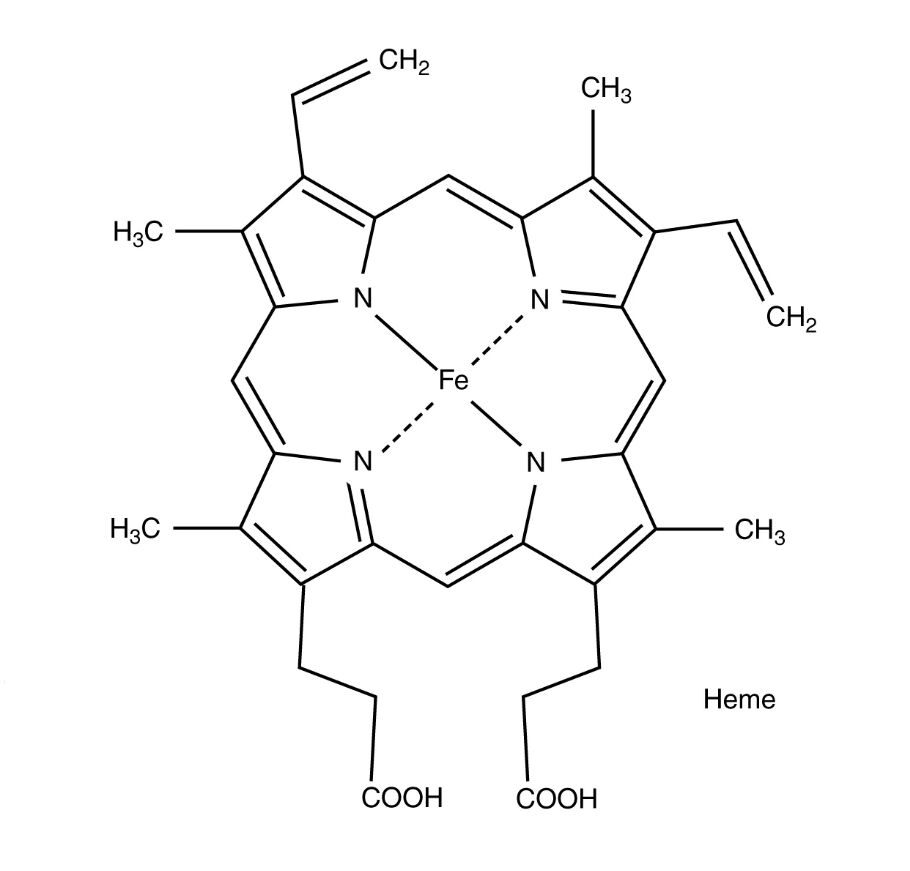 Hemoglobin Molecule Structure: A Detailed Molecular Insight