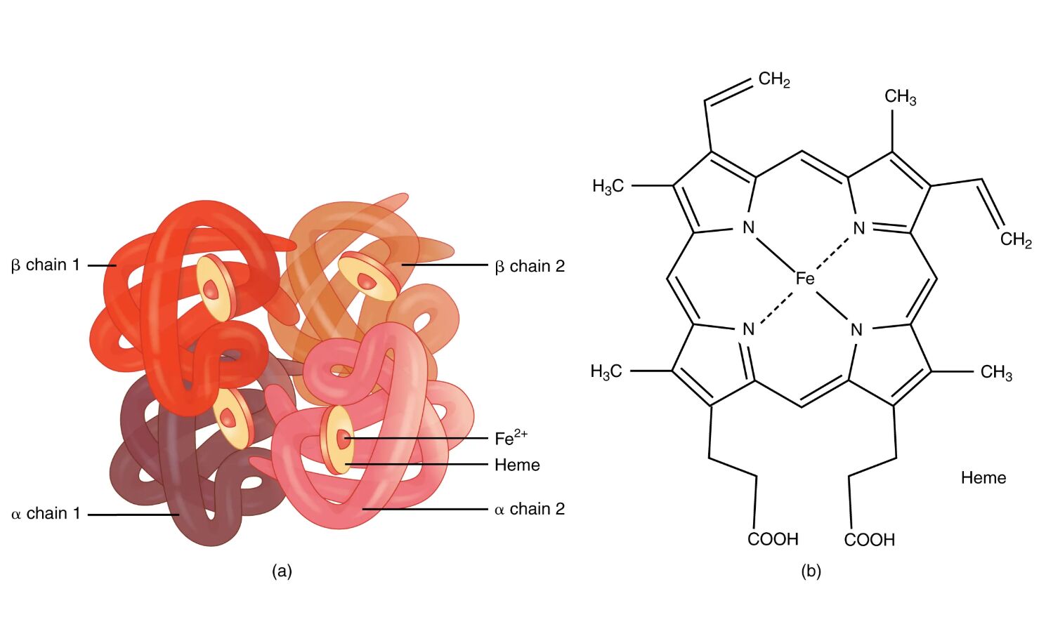 Exploring the Hemoglobin Molecule: Structure and Function Diagram