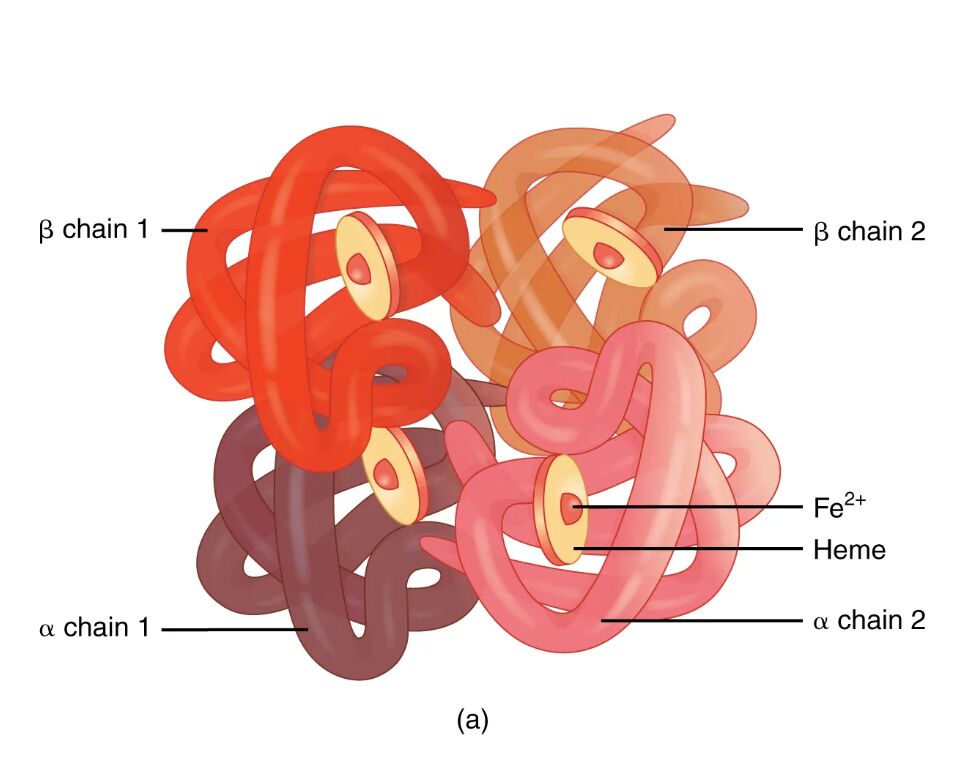Hemoglobin Molecule with Four Globin Proteins: Structure and Insights