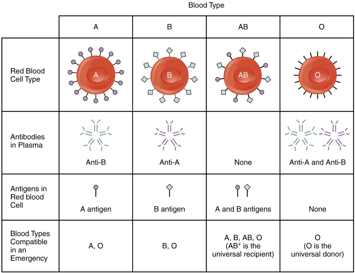 Decoding the ABO Blood Group System: A Comprehensive Guide