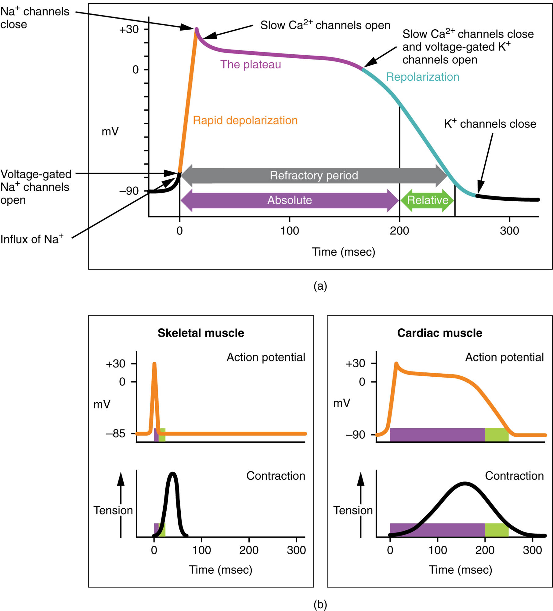Action Potential in Cardiac Contractile Cells Chart: A Detailed Analysis