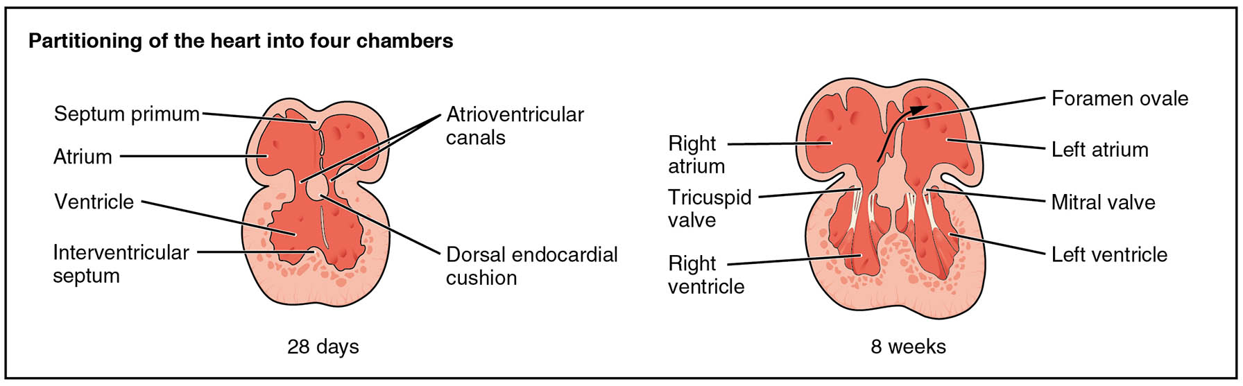 Insights into the Partitioning of the Human Heart from 28 Days to 8 Weeks