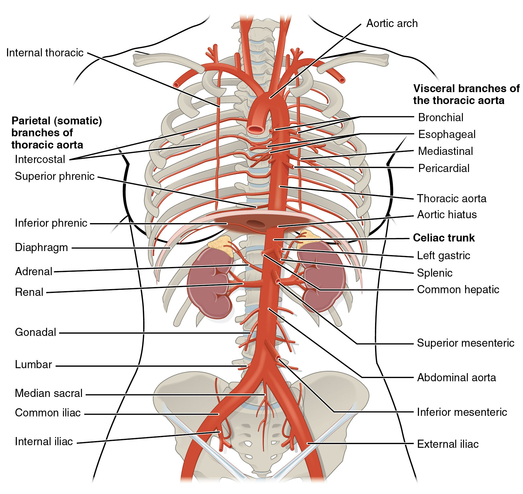 Arteries of the Thoracic and Abdominal Regions Anatomical Diagram