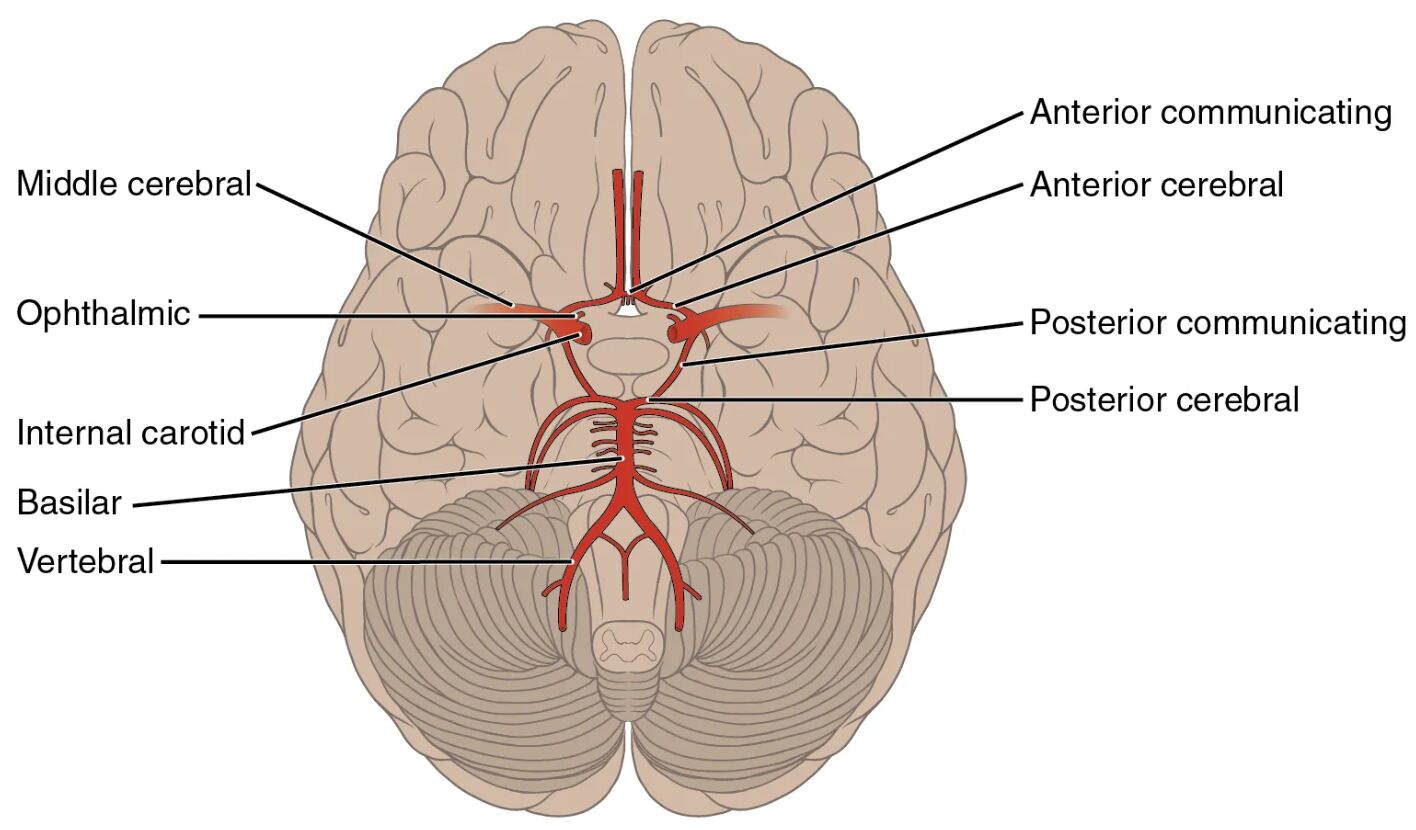 Arteries Serving the Brain Anatomical Diagram