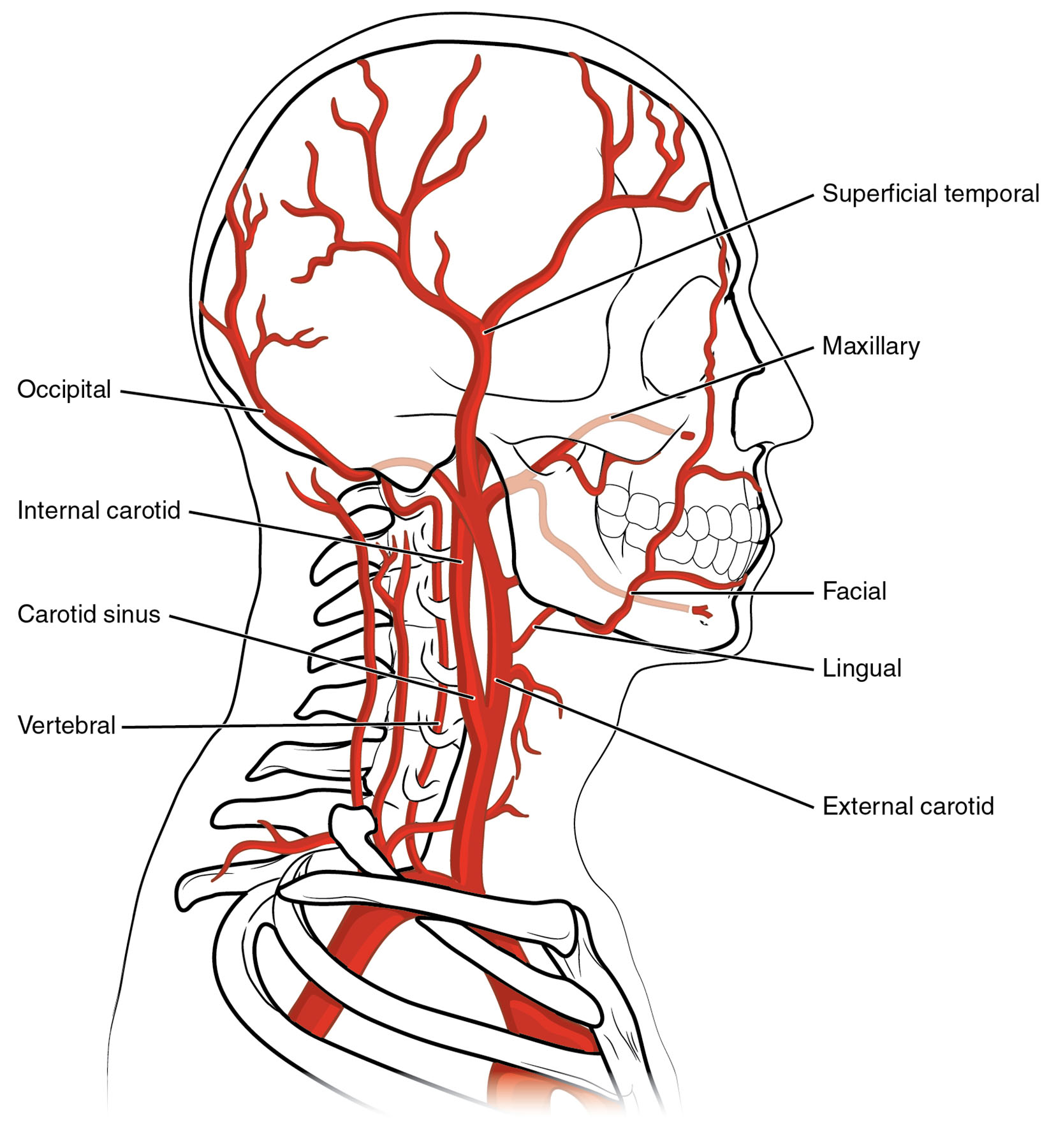 Arteries Supplying the Head and Neck Anatomical Diagram