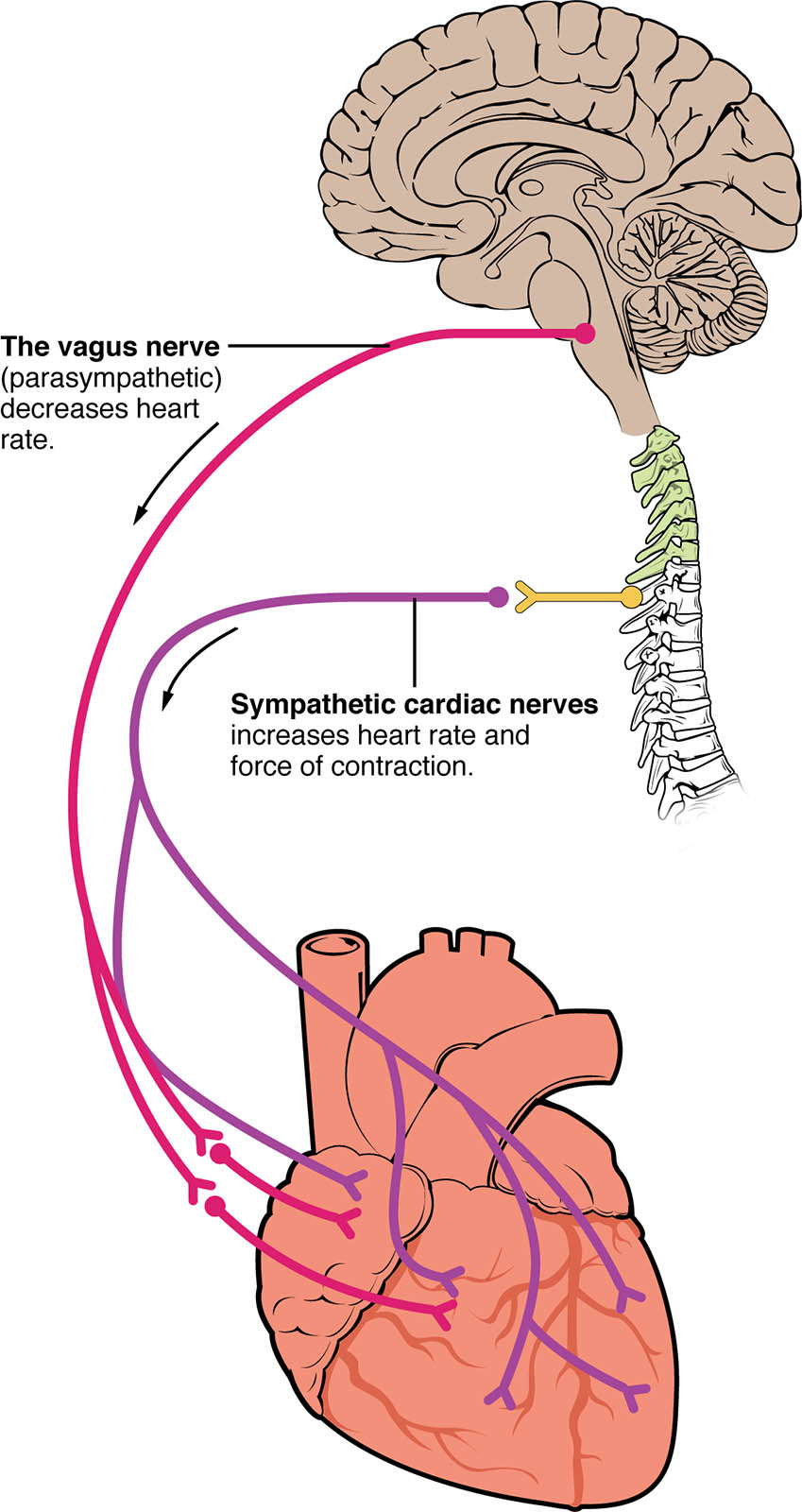 Autonomic Innervation of the Heart: Mechanisms and Functions