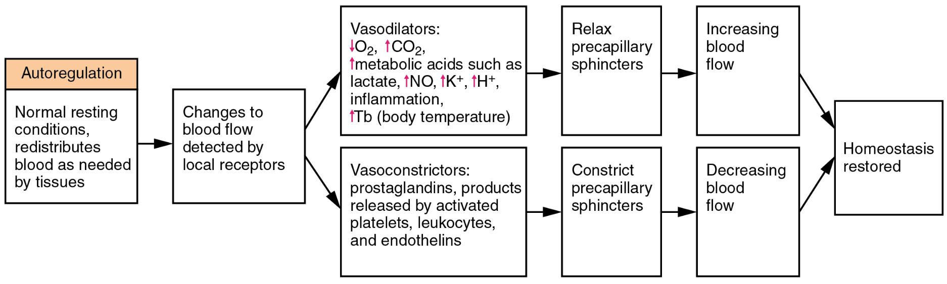 Understanding Autoregulation and Homeostasis in Blood Flow Regulation