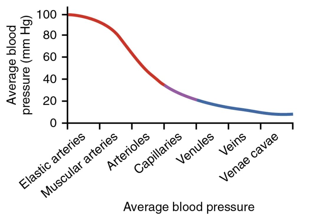 Understanding Average Blood Pressure Across the Circulatory System