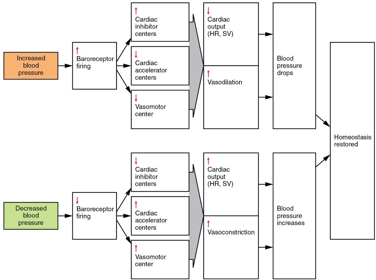 Baroreceptor Reflexes: Maintaining Vascular Homeostasis