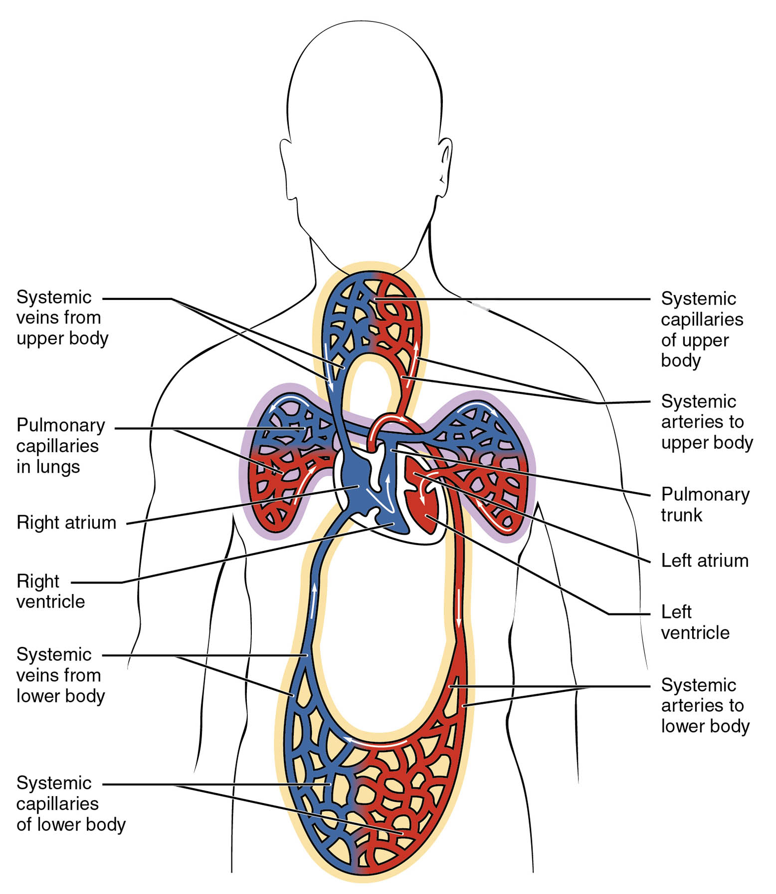 Blood Circulation in the Human Body Diagram: An In-Depth Anatomical Overview
