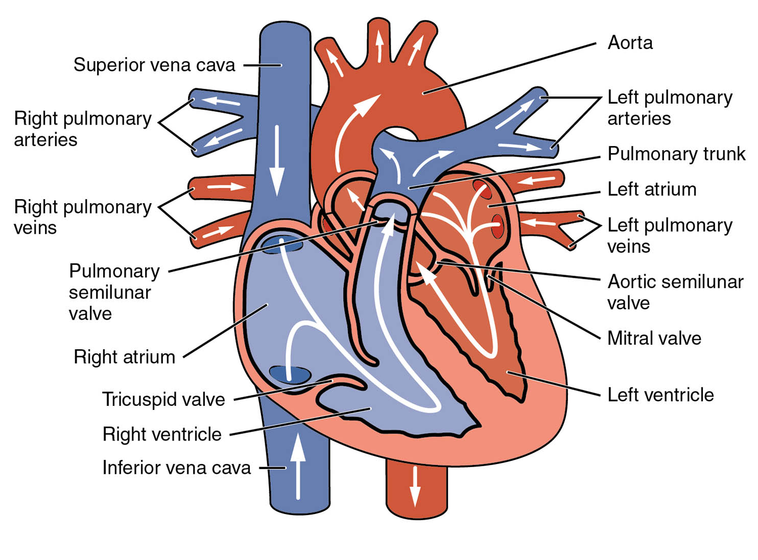 Blood Circulation in the Human Heart Diagram: A Detailed Anatomical Guide