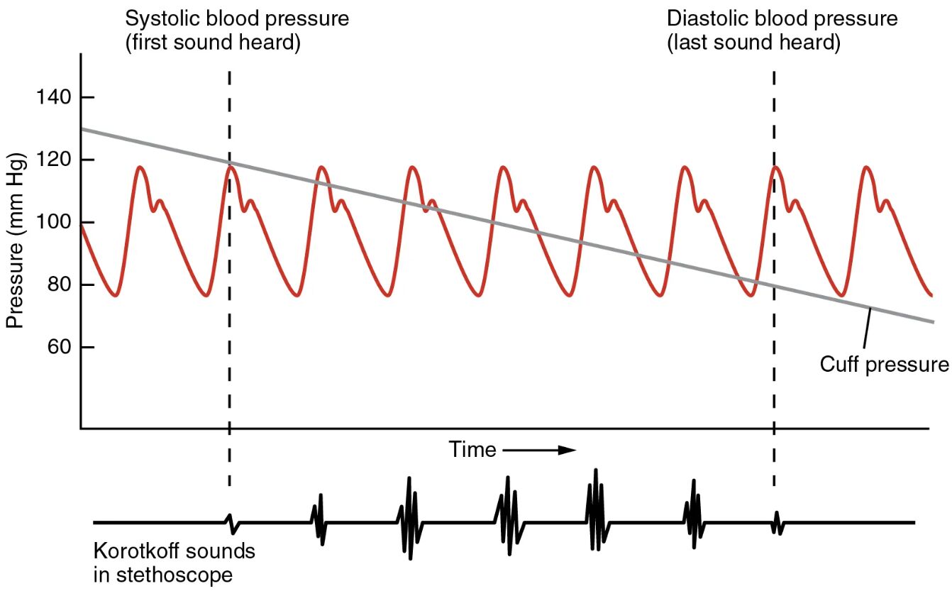 Mastering Blood Pressure Measurement: A Detailed Guide
