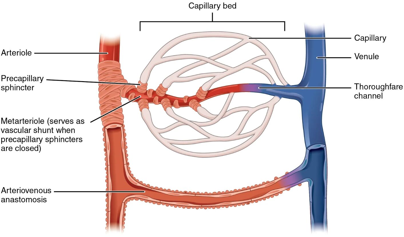 Capillary Bed Anatomy: Understanding Microcirculation