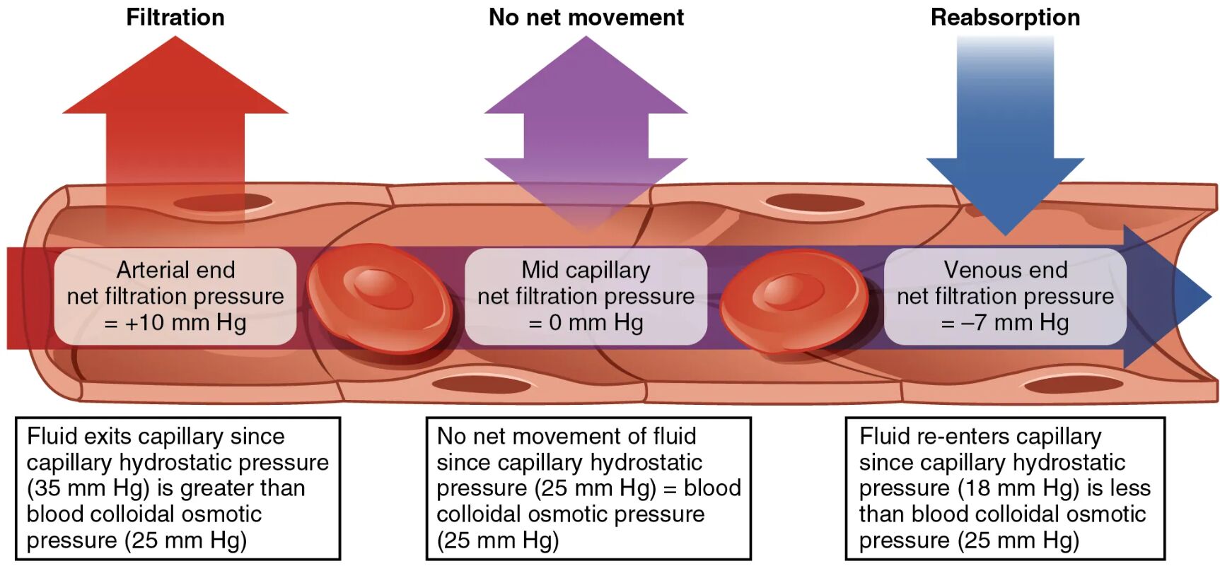 Unveiling Capillary Exchange: A Key to Fluid Dynamics