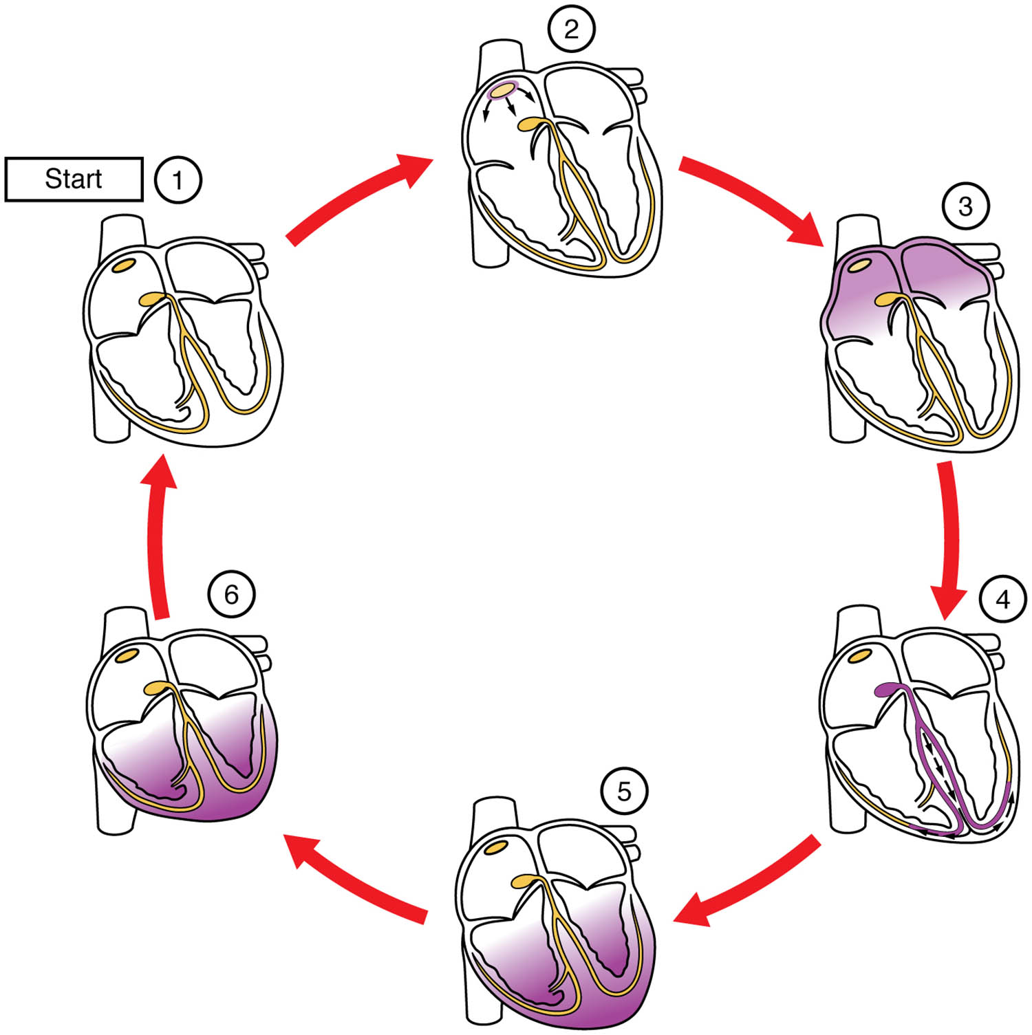 Cardiac Conduction Diagram: Understanding the Heart’s Electrical Pathway