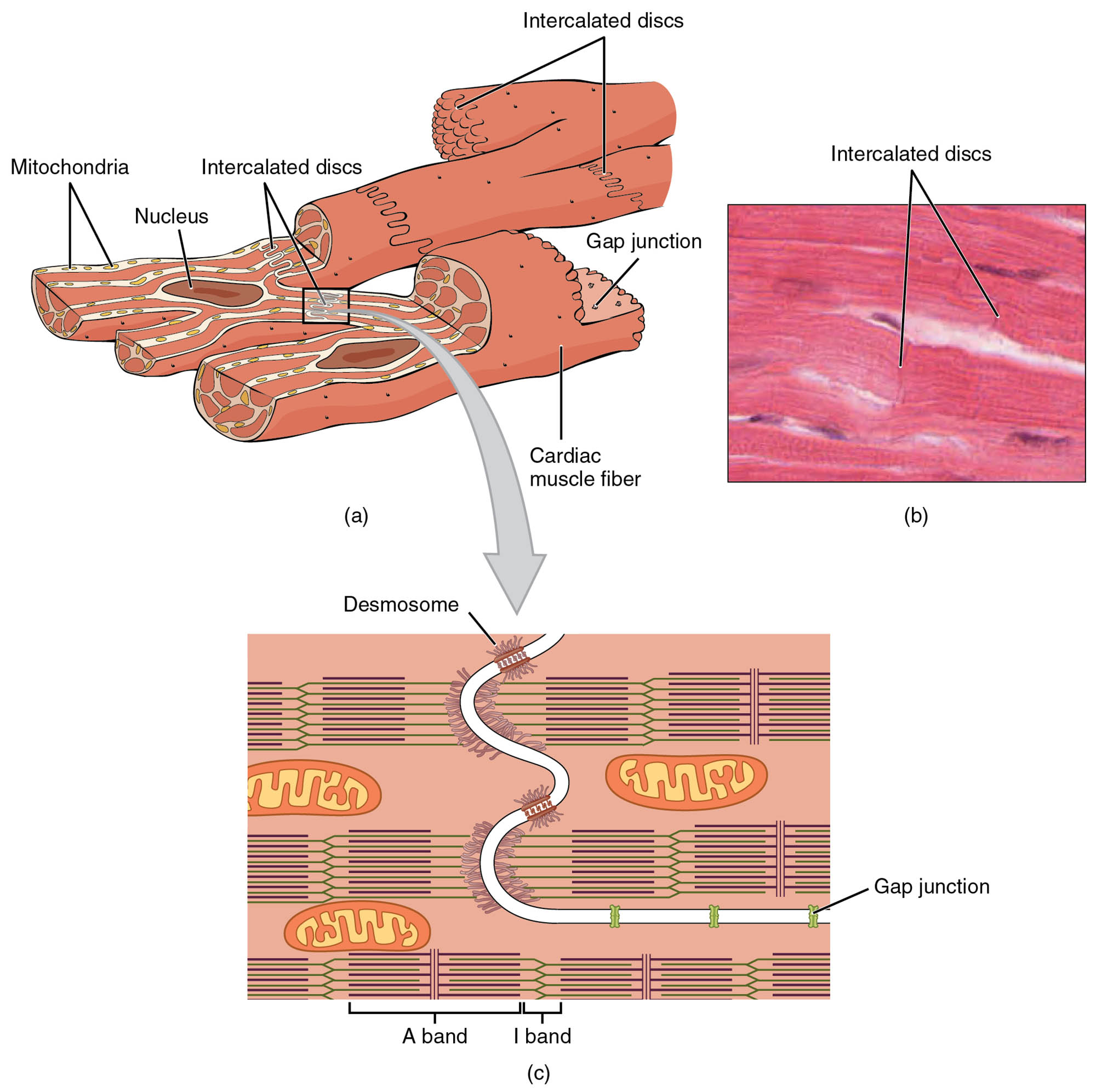 Cardiac Muscle Cell Anatomical Structure and Microscopic View: A Detailed Study
