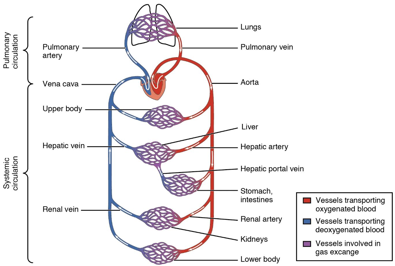 Understanding Cardiovascular Circulation: A Detailed Diagram Guide