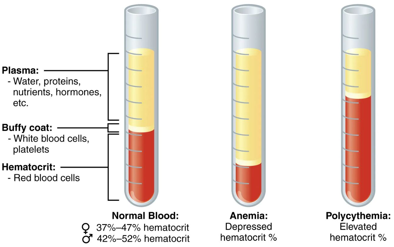 Understanding Blood Composition