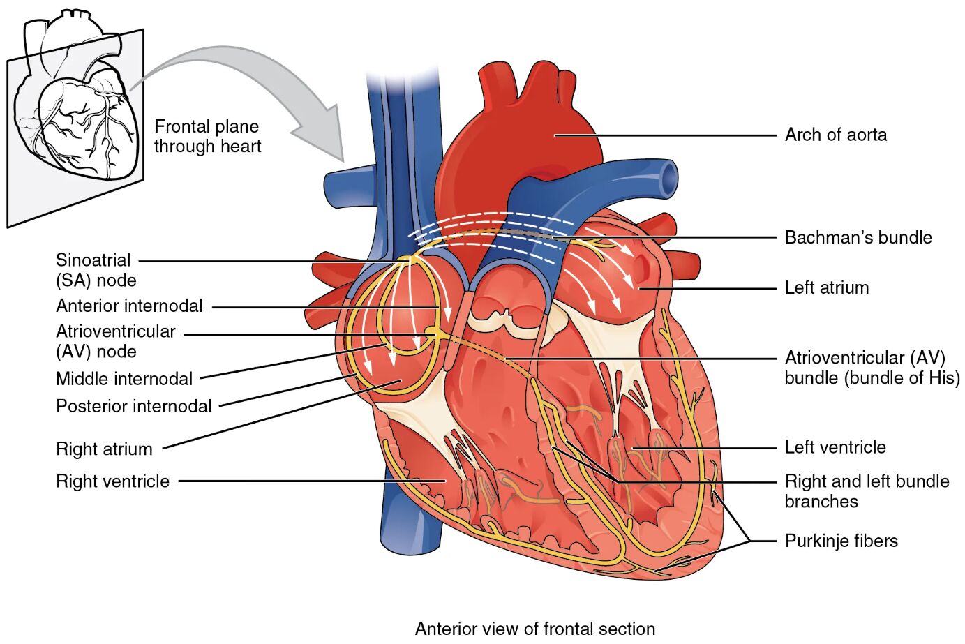 Conduction System of the Heart Anterior View of Frontal Section: An In-Depth Guide