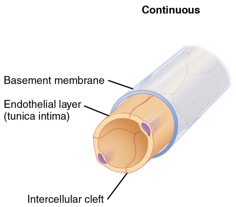 Understanding Continuous Capillaries: Anatomy and Function