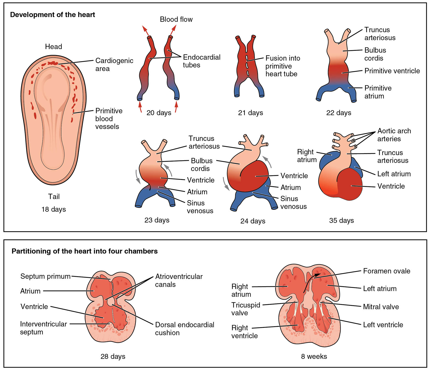 Exploring the Embryological Development of the Human Heart