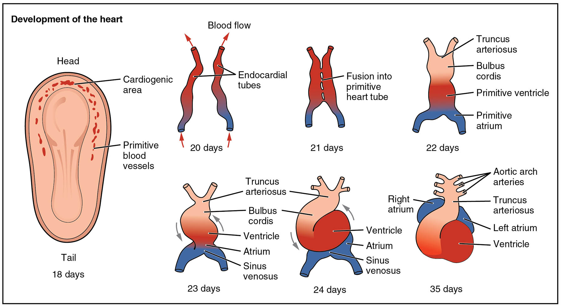Unveiling the Embryological Development of the Human Heart from 18 to 35 Days