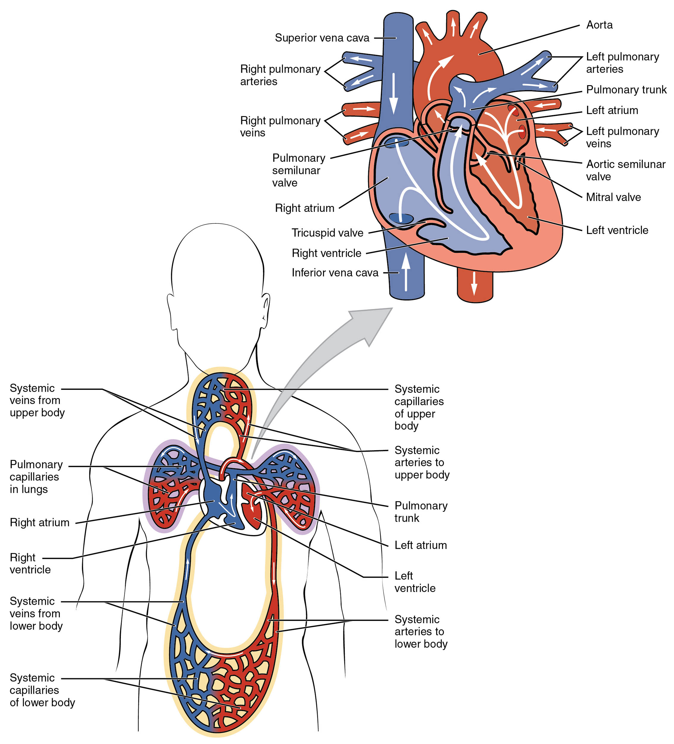 Understanding the Dual System of Human Blood Circulation