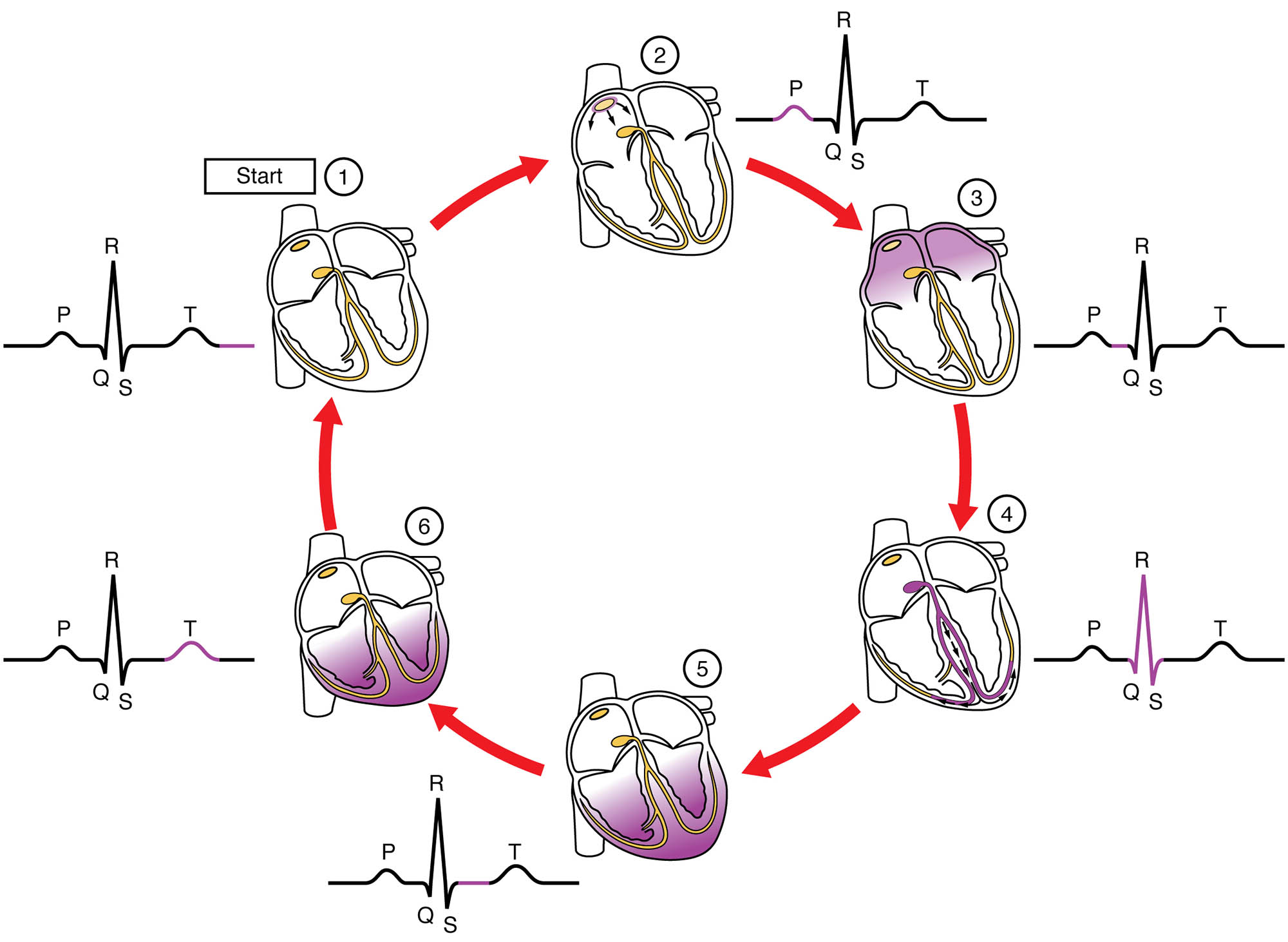 ECG Tracing Correlated to the Cardiac Cycle Diagram: A Comprehensive Overview