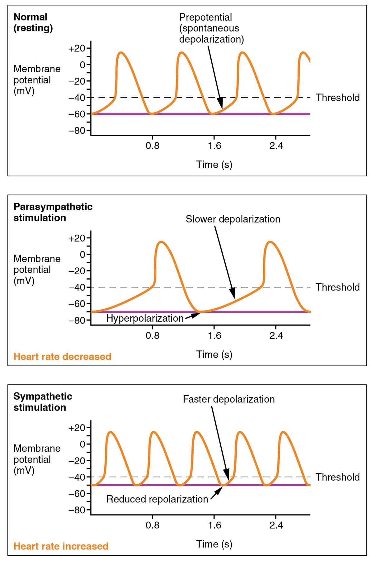Effects of Parasympathetic and Sympathetic Stimulation on Heart Rate