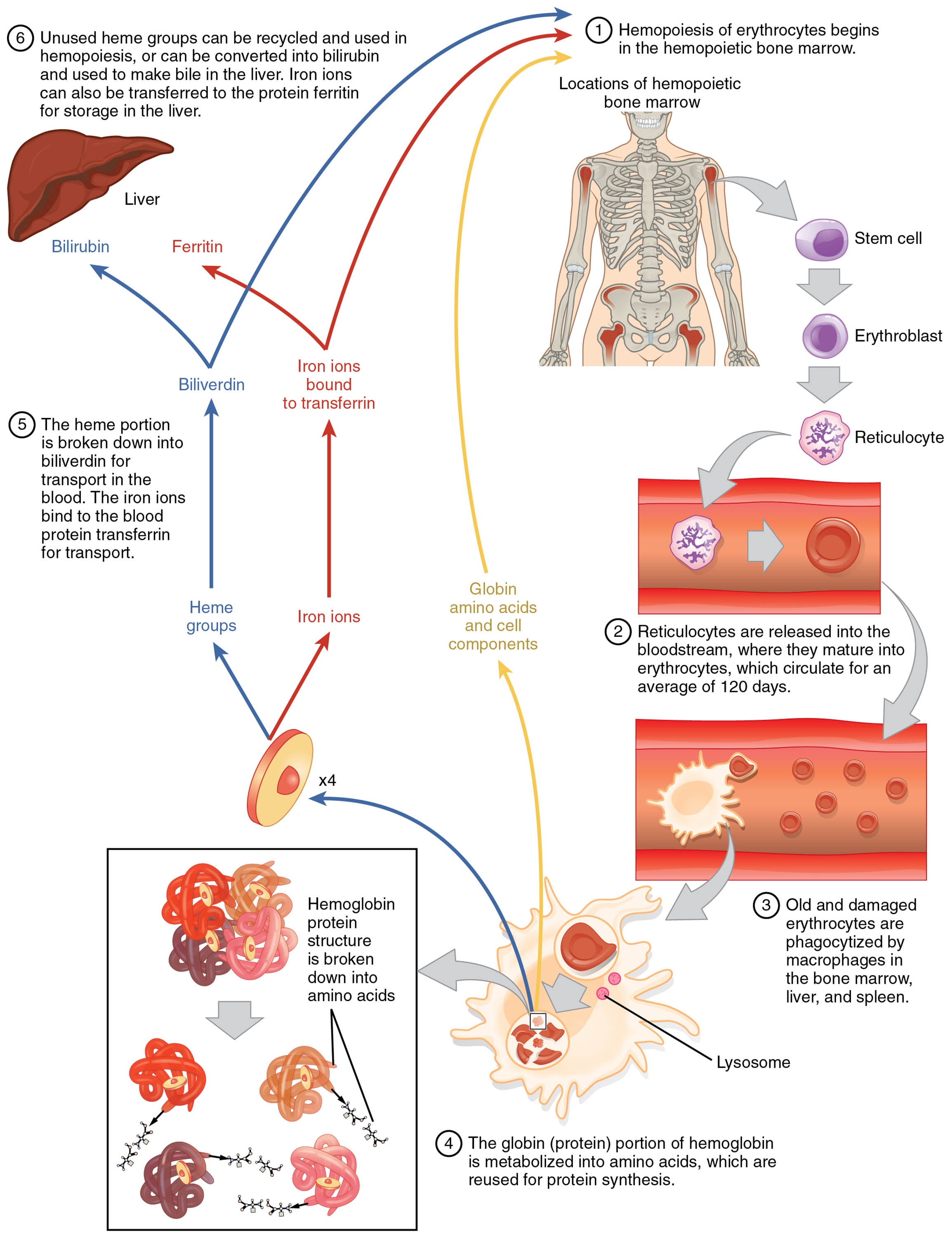 Erythrocyte Lifecycle: A Detailed Diagram Exploration