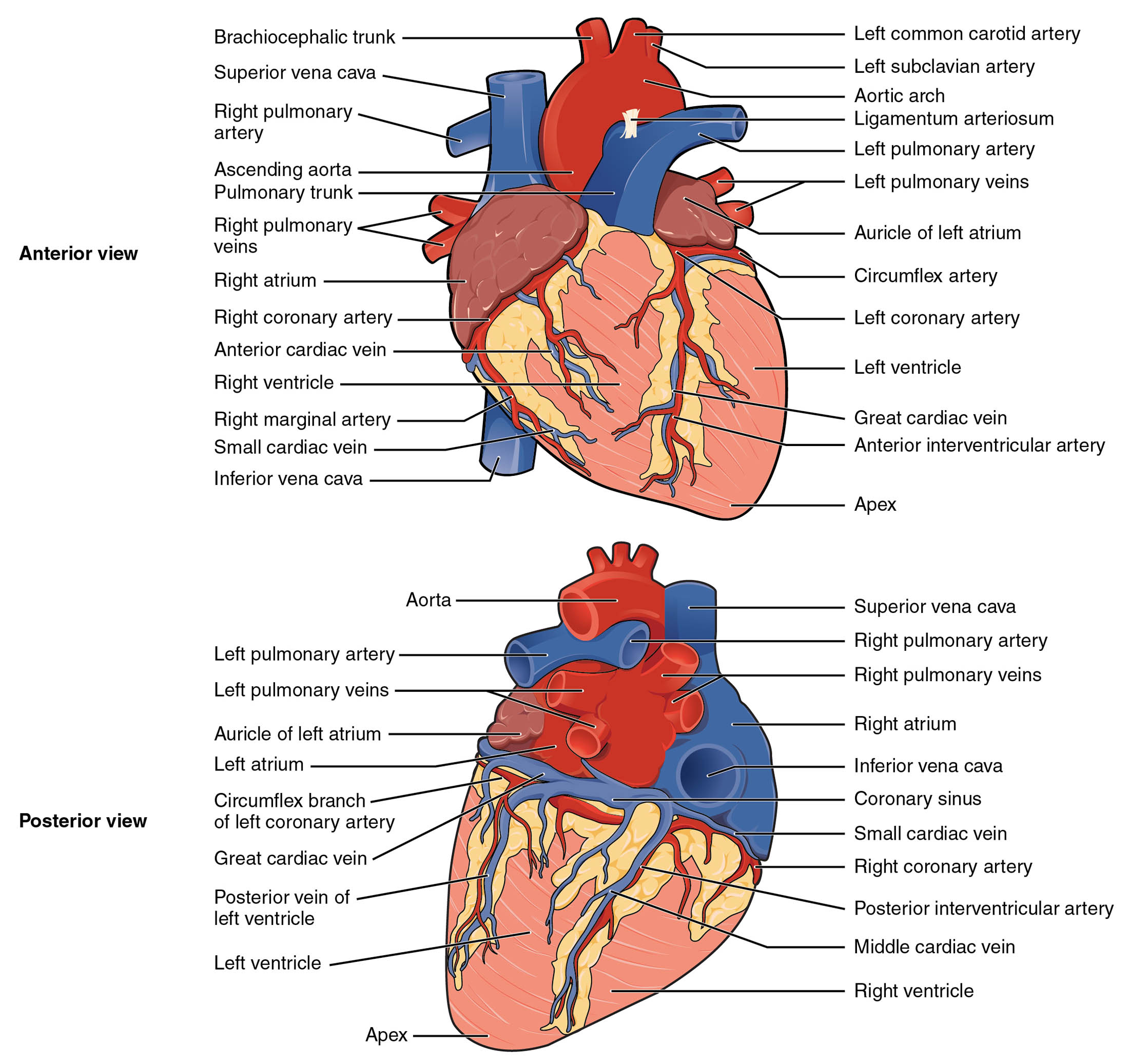 Exploring the External Anatomy of the Heart: Anterior and Posterior Views