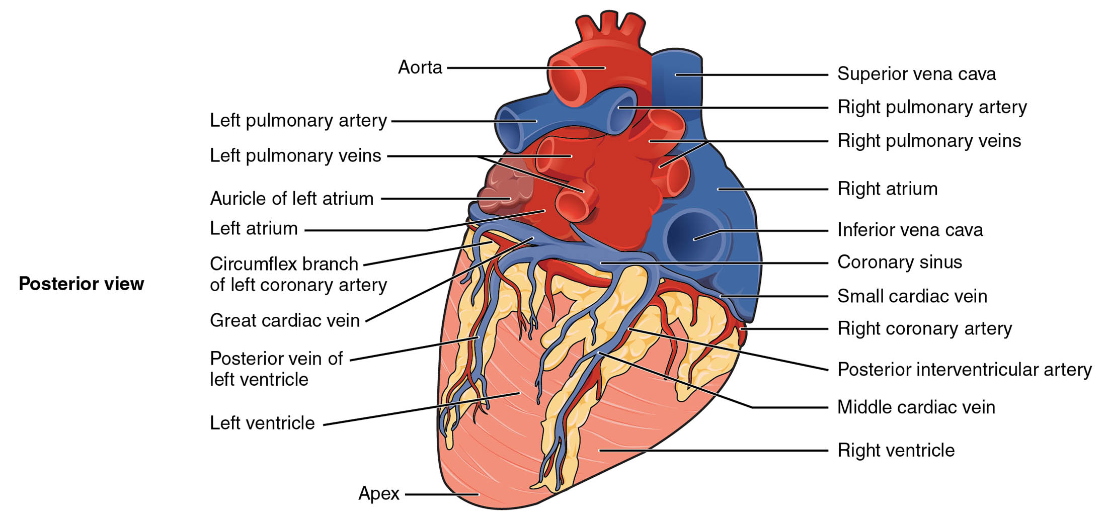 External Anatomy of the Heart Posterior View: A Detailed Examination