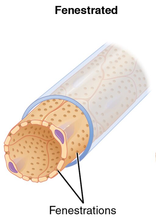 Exploring Fenestrated Capillaries: Anatomy and Functionality