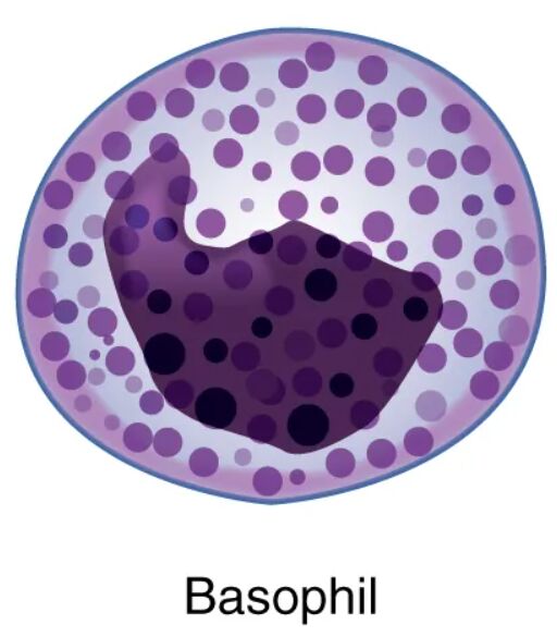 Granular Leukocytes – Basophil: A Detailed Anatomical Study