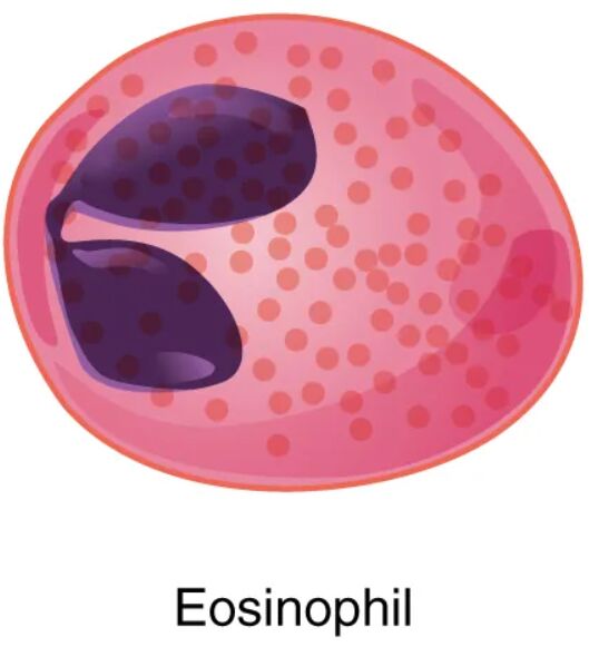 Exploring the Role of Eosinophils in Granular Leukocytes