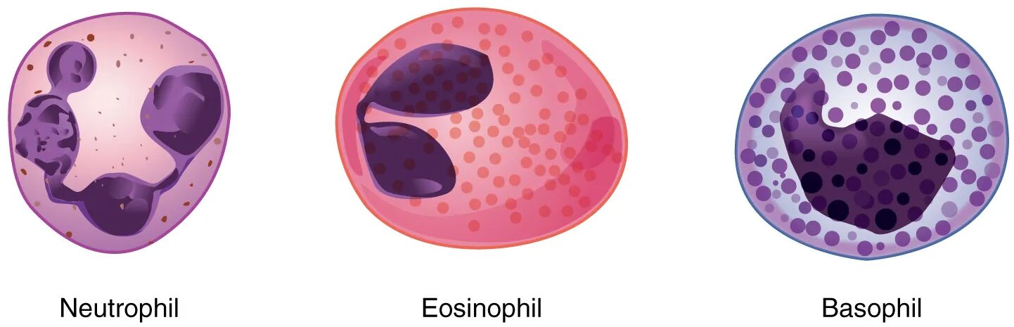 Granular Leukocytes: Neutrophil, Eosinophil, and Basophil Insights