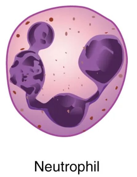 Granular Leukocyte Neutrophil