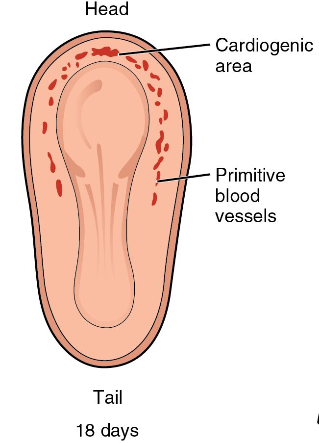Embryonic Heart Development: Insights into the 18-Day Human Embryo
