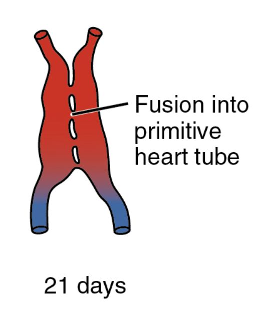 Embryonic Heart Development: Unveiling the 21-Day Embryo