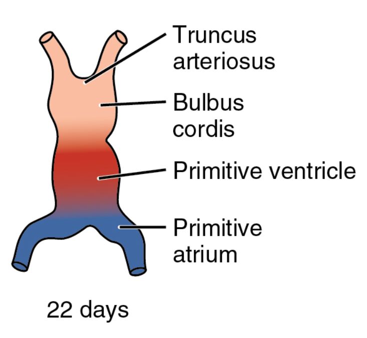 Embryonic Heart Development: Insights into the 22-Day Embryo