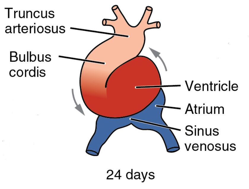 Embryonic Heart Development: Understanding the 24-Day Embryo