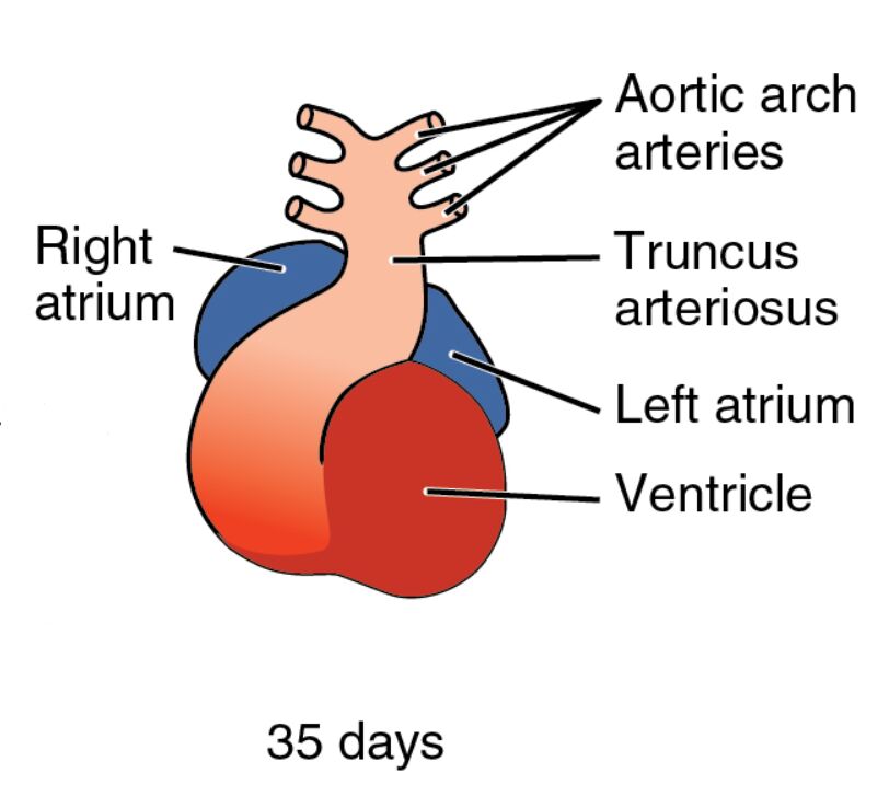 Embryonic Heart Development: Exploring the 35-Day Embryo